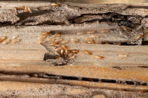 Best Pest Inspection Near Me  in Garrison, MD